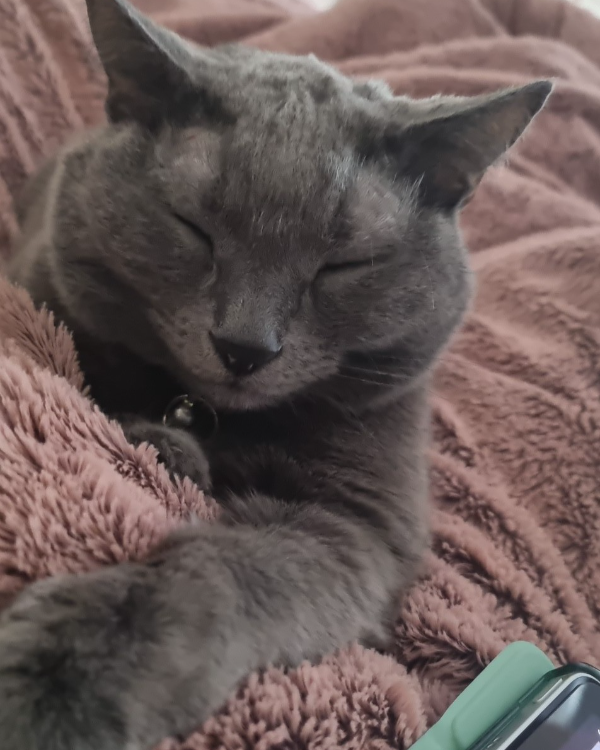 Found Cat - West Winch