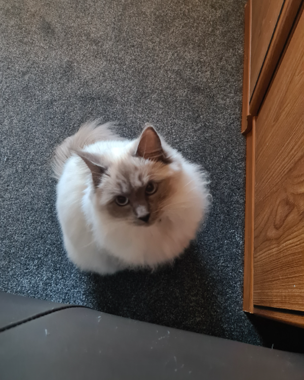 Missing Cat - Kettlebridge