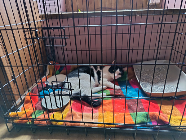 Missing Cat - Stithians