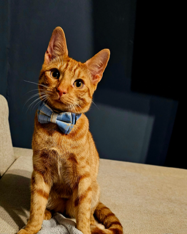 Found Cat - Barnsley