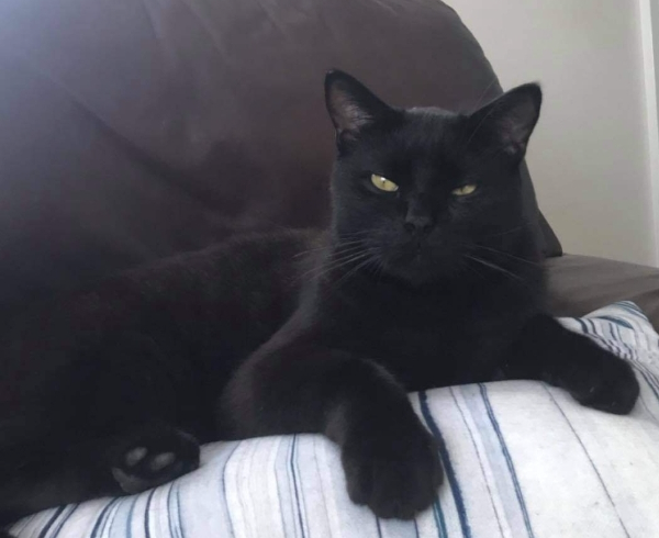 Missing Cat - St Stephen
