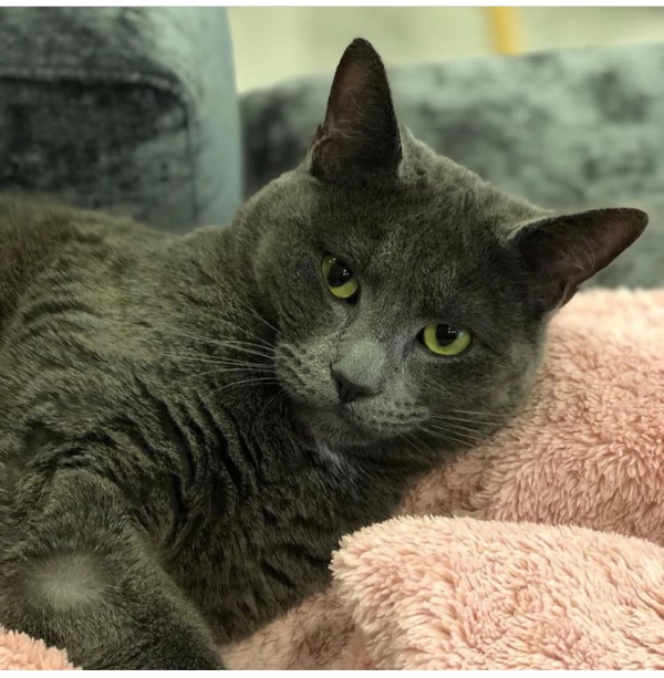 Missing Cat - Pont-iets