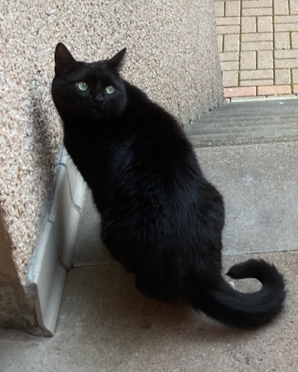 Missing Cat - Inverness