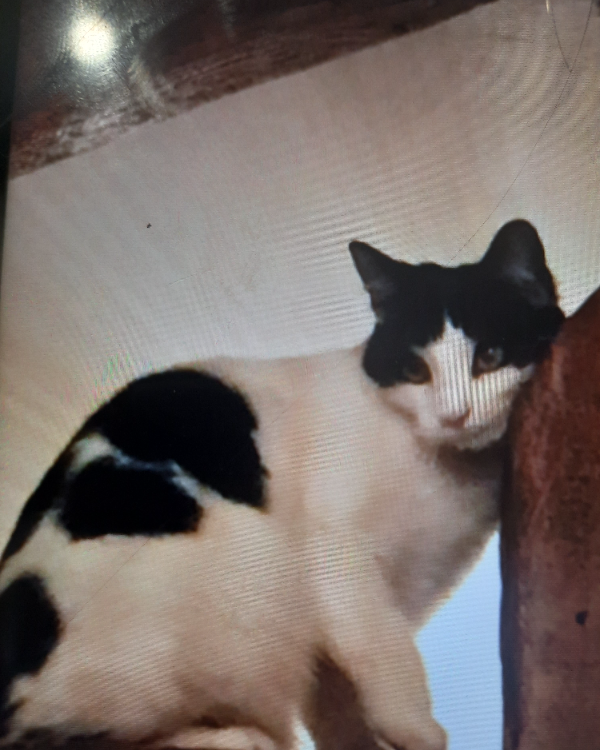 Missing Cat - Rhostyllen