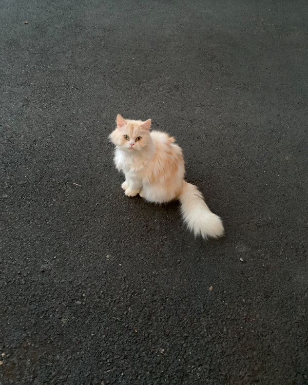 Missing Cat - Ludlow