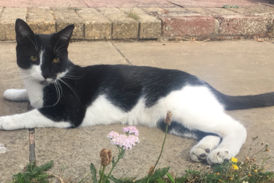 Missing Cat - Sidestrand