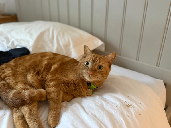 Missing Cat - Dollar