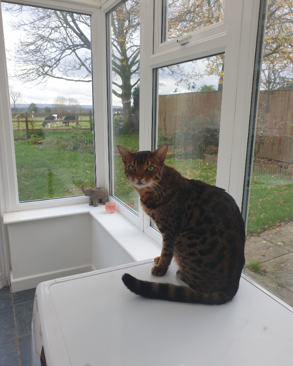 Missing Cat - Fifehead Magdalen