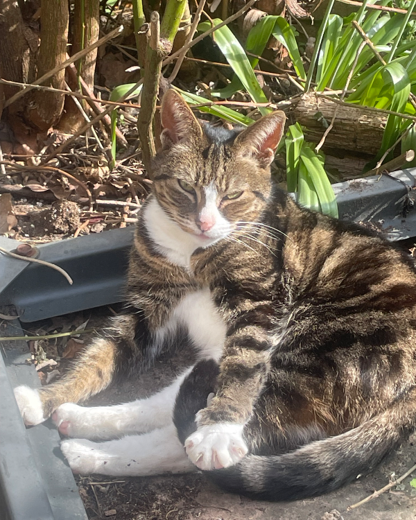 Missing Cat - Watchet