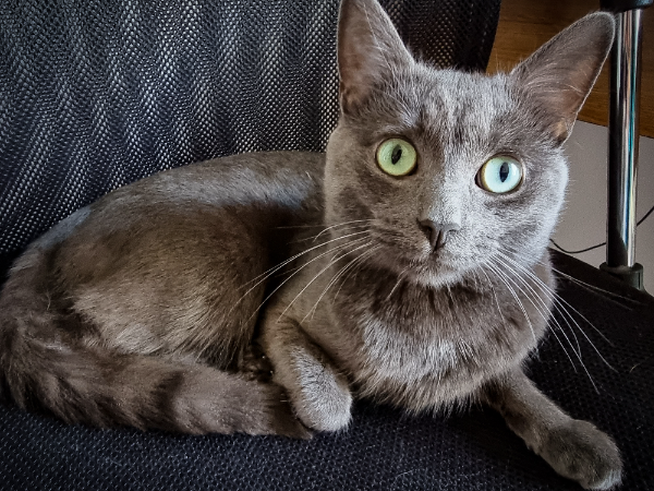 Missing Cat - Dysart