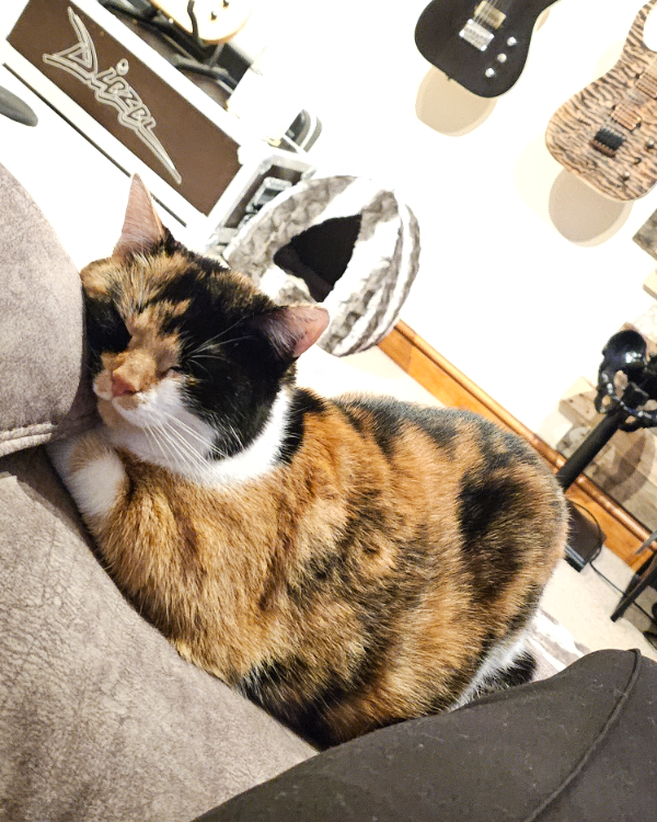 Found Cat - Macclesfield