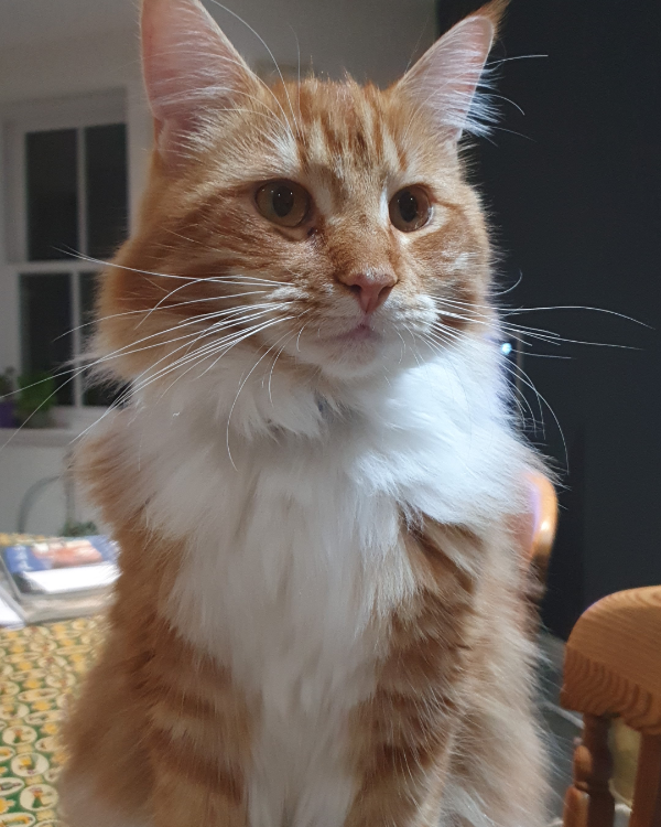 Missing Cat - Aberdeen