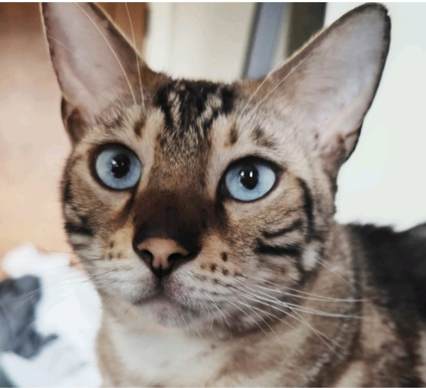 Missing Cat - Stotfold