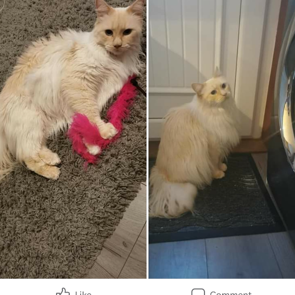 Found Cat - Cumnock