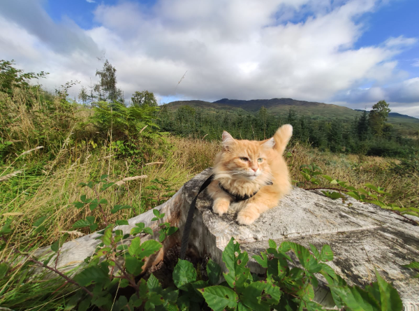 Found Cat - Chulmleigh