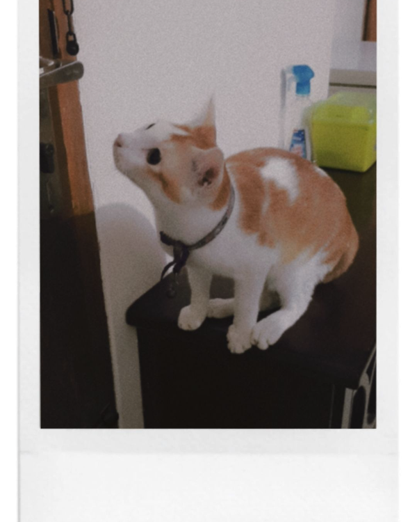 Missing Cat - ঢাকা