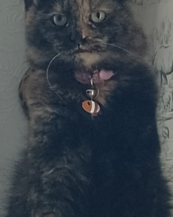 Missing Cat - Easington