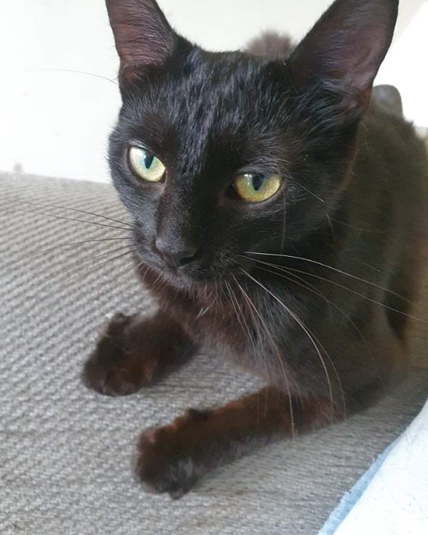 Missing Cat - Morton