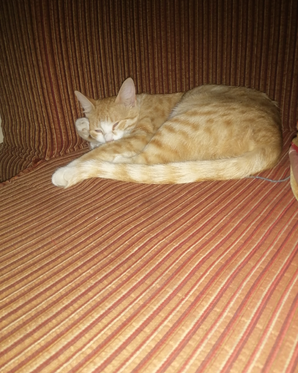 Missing Cat - Salhad