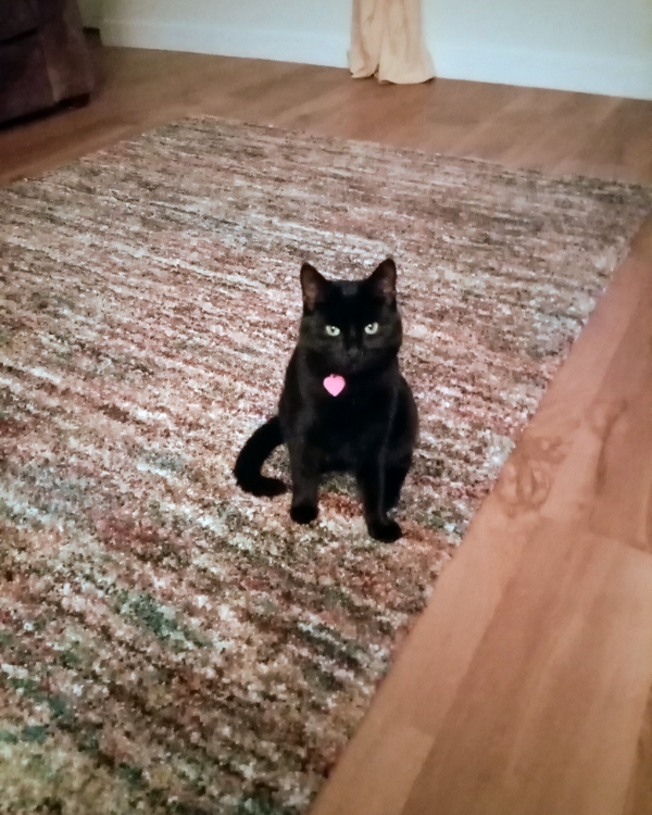 Missing Cat - Locharbriggs