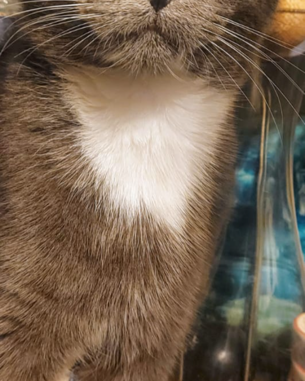 Found Cat - Canterbury