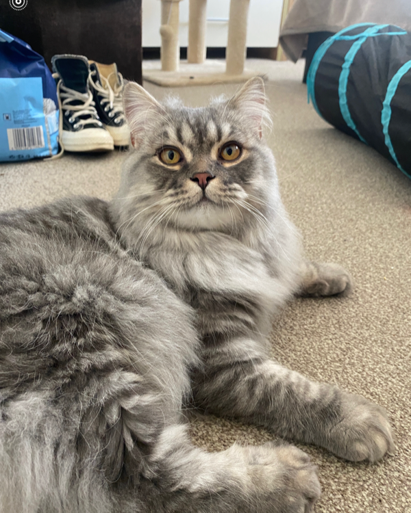 Missing Cat - fremington barn