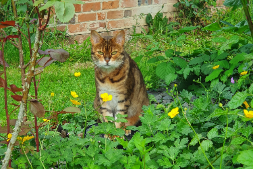 Found Cat - Linkenholt