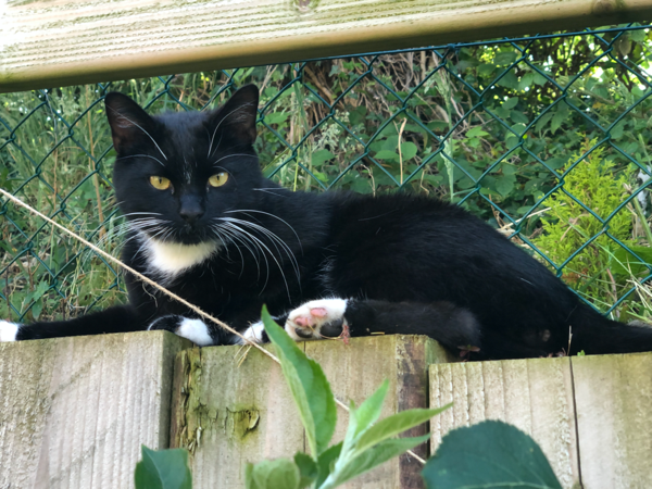 Missing Cat - BT161AH Millreagh