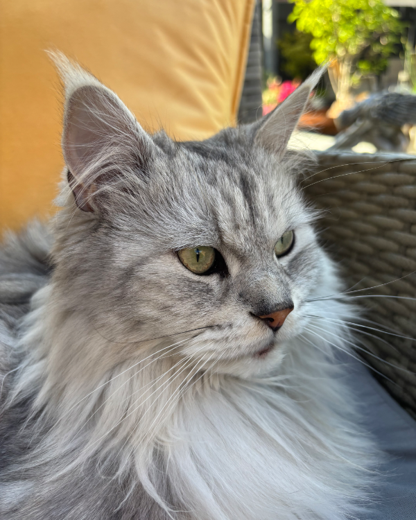 Found Cat - Colchester