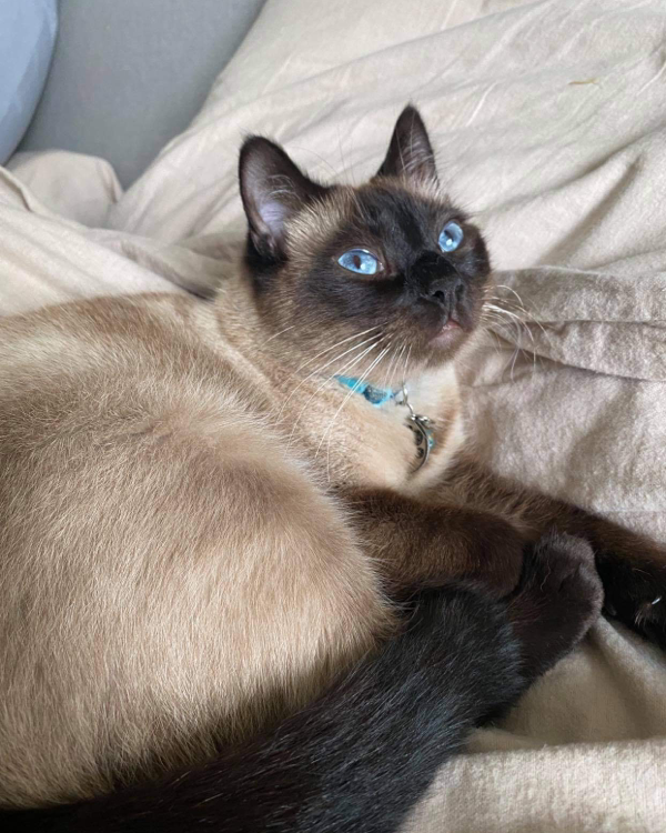 Found Cat - East Runton