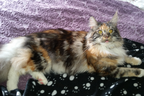 Missing Cat - Kendal