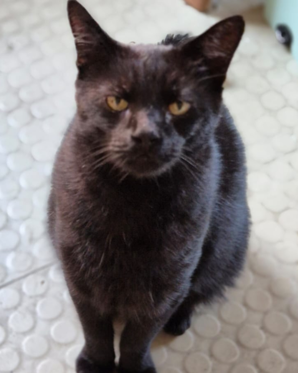 Found Cat - Cheltenham