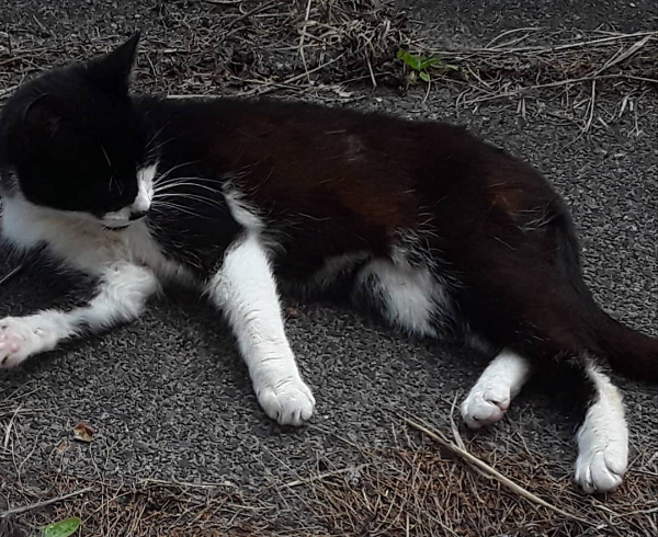 Missing Cat - Dumfries