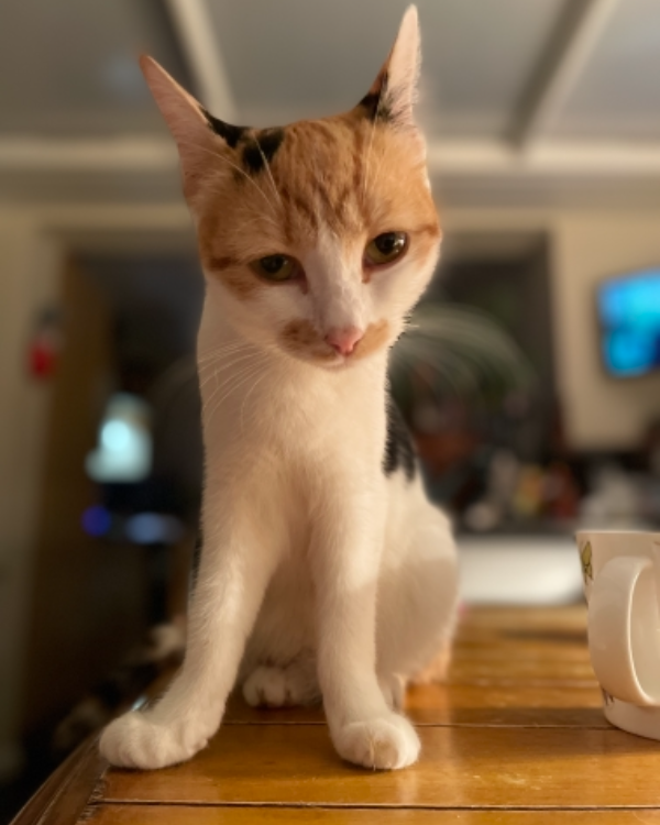 Missing Cat - Ludham