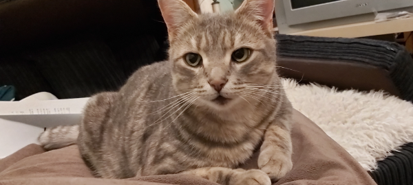 Missing Cat - Boddam