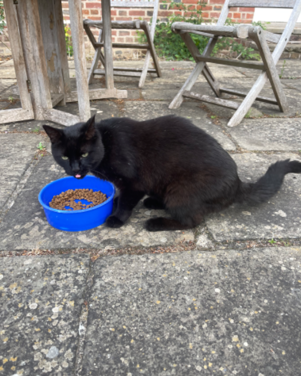 Found Cat - Kelso