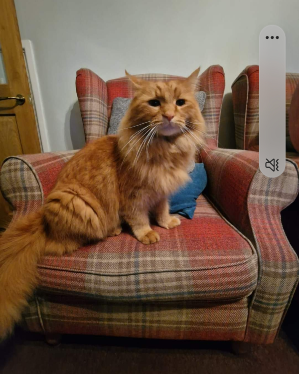 Missing Cat - Burton Fleming