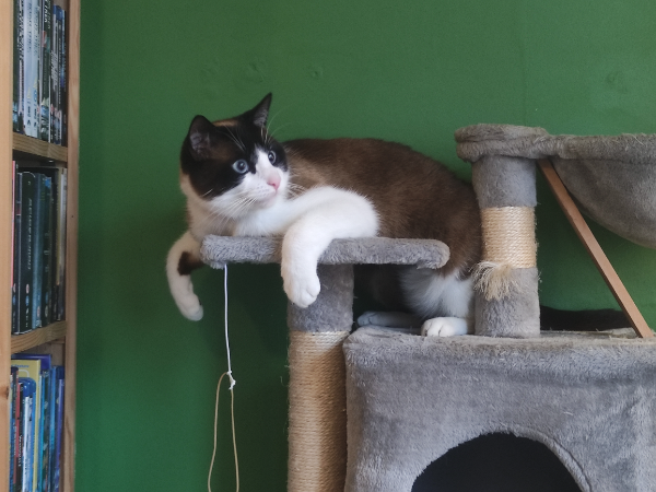 Missing Cat - Honiton