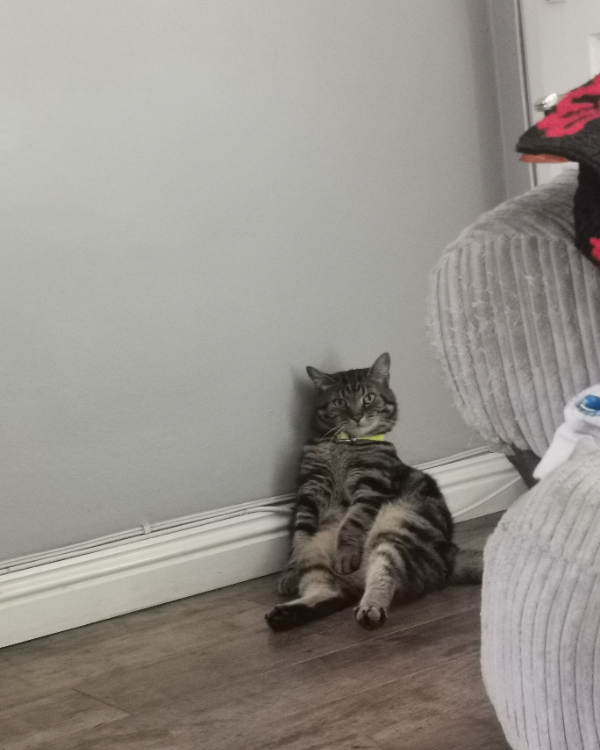 Missing Cat - Johnstone