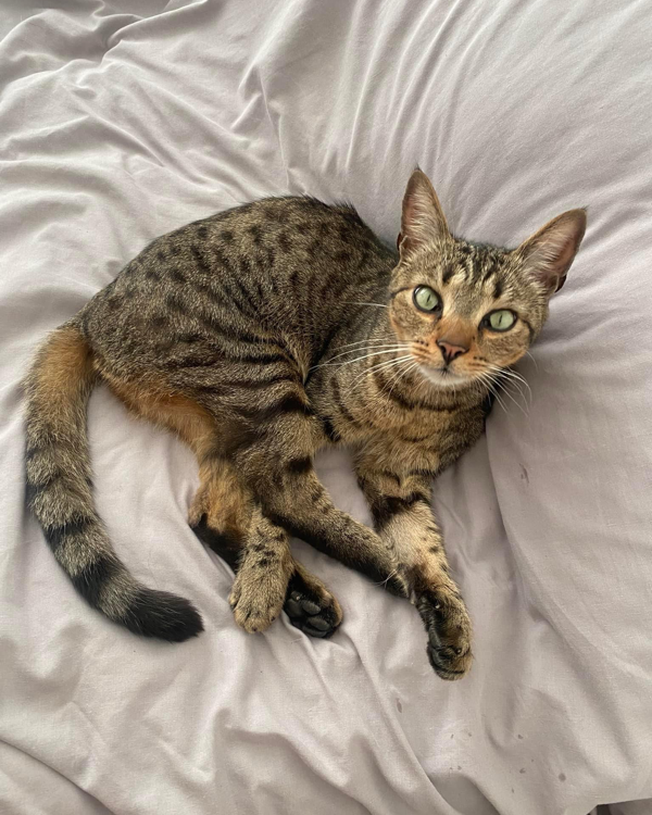 Found Cat - Okehampton