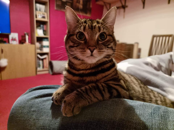 Missing Cat - Weymouth
