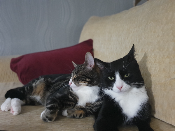 Missing Cat - Alexandria