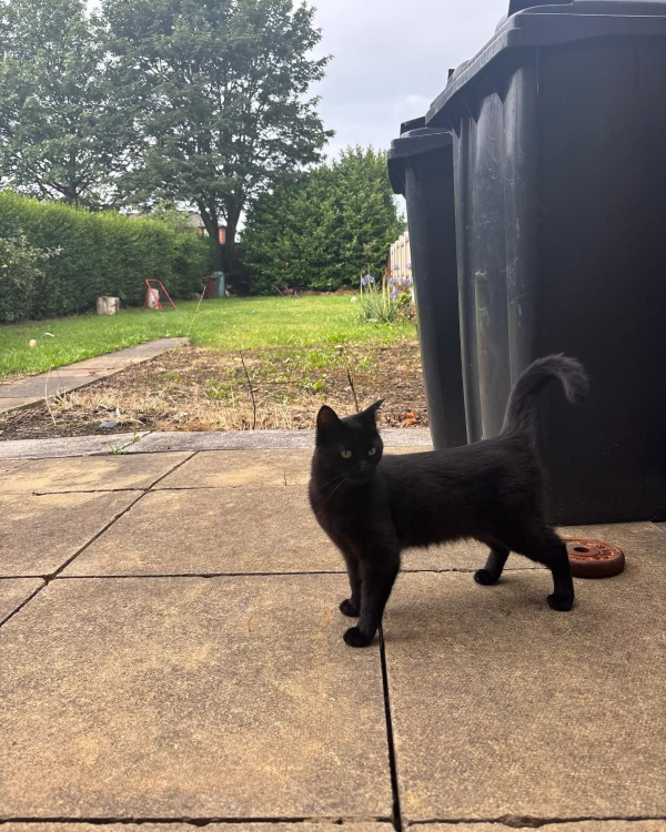 Missing Cat - Batley