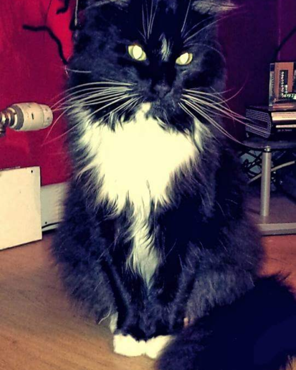 Missing Cat - Dalmellington