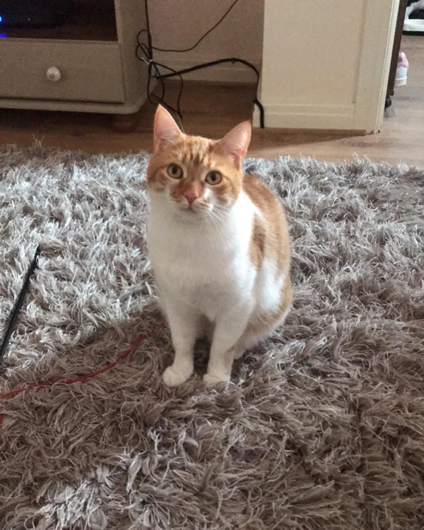 Missing Cat - Tattershall