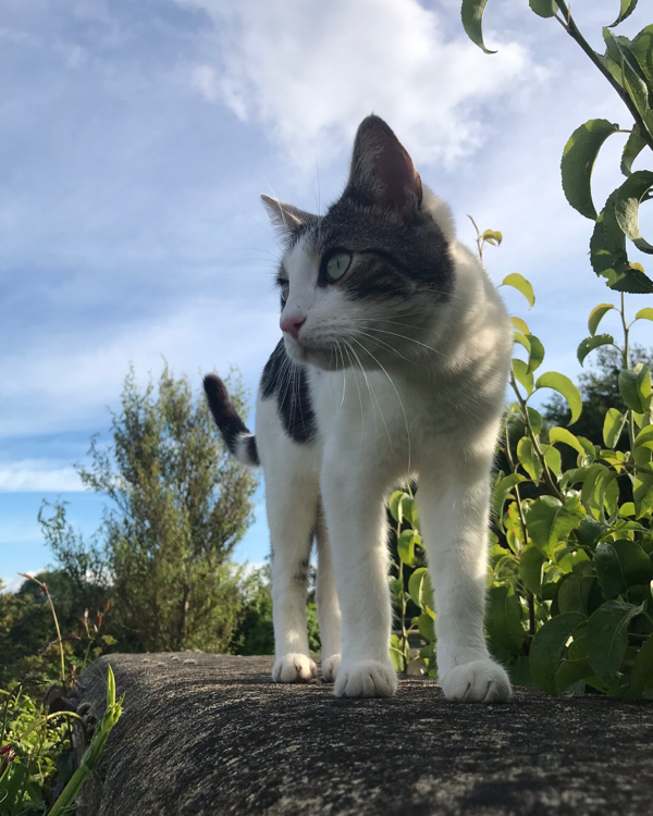 Missing Cat - Torpoint