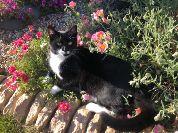 Missing Cat - Dereham
