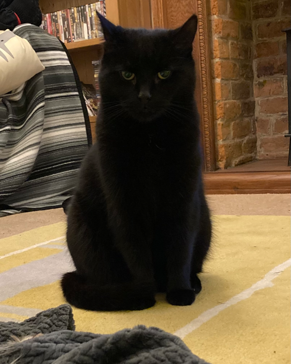 Found Cat - Brookend