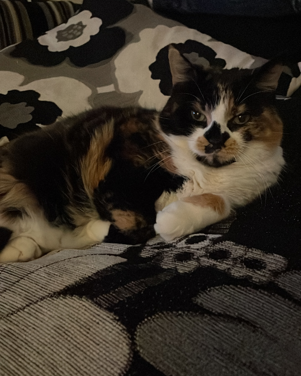 Missing Cat - Sinfin/Stenson Fields 