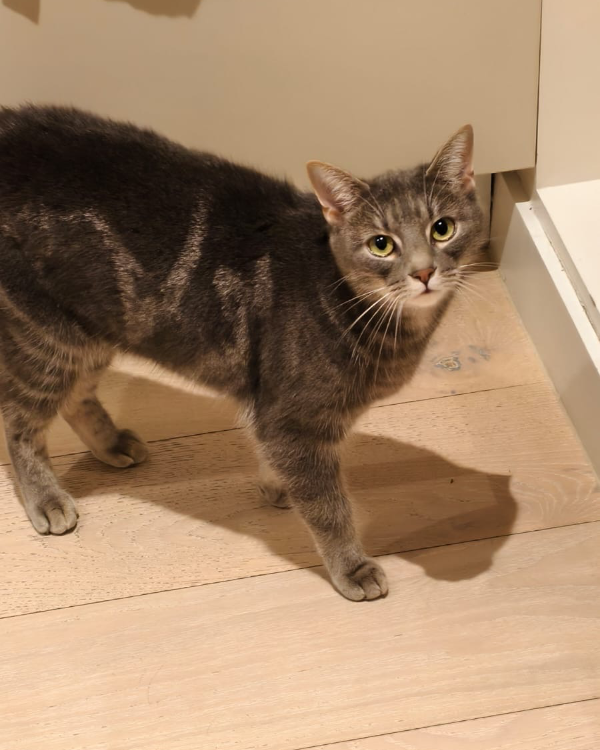 Found Cat - Montague Road, W13